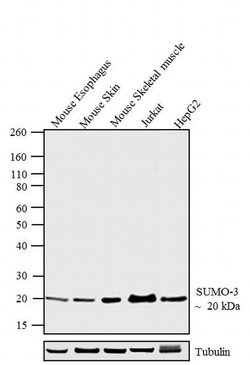 Invitrogen SUMO-3 Recombinant Rabbit Monoclonal Antibody (1H9L17) 100 &mu;g;