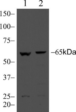Invitrogen MARVELD2 Recombinant Rabbit Monoclonal Antibody (54H19L38) 100