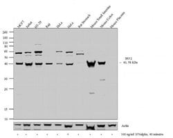 Invitrogen IRF2 Recombinant Rabbit Monoclonal Antibody (B-80 H53L46) 100