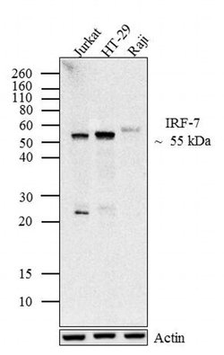 Invitrogen IRF7 Recombinant Rabbit Monoclonal Antibody (1H31L43) 100 &mu;g;
