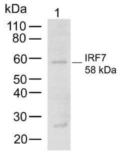 Invitrogen IRF7 Recombinant Rabbit Monoclonal Antibody (1H31L43) 100 &mu;g;