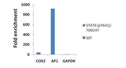 Phospho-STAT6 (Tyr641) Recombinant Rabbit Monoclonal Antibody (46H1L12):Antibodies,