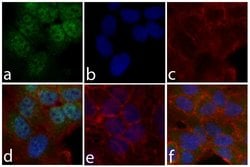 Phospho-STAT6 (Tyr641) Recombinant Rabbit Monoclonal Antibody (46H1L12)