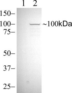 Phospho-STAT6 (Tyr641) Recombinant Rabbit Monoclonal Antibody (46H1L12):Antibodies,