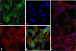 Phospho-AKT1 (Ser473) Recombinant Rabbit Monoclonal Antibody (99H9L9):Antibodies,