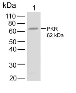 Invitrogen PKR Recombinant Rabbit Monoclonal Antibody (23H52L96) 100 &mu;g | Buy Online | Invitrogen&trade; | Fisher Scientific