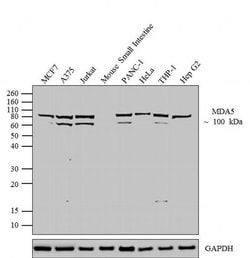 Invitrogen MDA5 Recombinant Rabbit Monoclonal Antibody (33H12L34) 100 &mu;g;