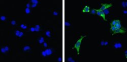 Invitrogen MDA5 Recombinant Rabbit Monoclonal Antibody (33H12L34) 100 &mu;g;