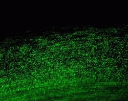 Invitrogen Connexin 46 Recombinant Rabbit Monoclonal Antibody (11H16L33)