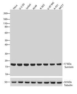 Invitrogen Survivin Recombinant Rabbit Monoclonal Antibody (9H18L32) 100
