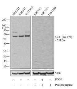 Invitrogen Phospho-AKT1 (Ser473) Recombinant Rabbit Monoclonal Antibody