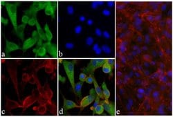 Invitrogen Phospho-AKT1 (Ser473) Recombinant Rabbit Monoclonal Antibody