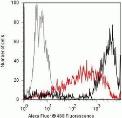 Invitrogen Phospho-p53 (Ser15) Recombinant Rabbit Monoclonal Antibody (14H61L24)