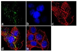 MCP-1 Recombinant Rabbit Monoclonal Antibody (29H86L56):Antibodies, Recombinant