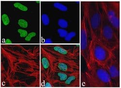 Invitrogen c-Myc Recombinant Rabbit Monoclonal Antibody (27H46L35) 100