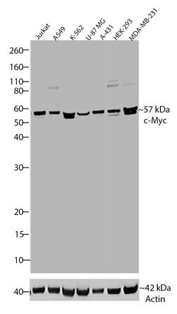 Invitrogen c-Myc Recombinant Rabbit Monoclonal Antibody (27H46L35) 100