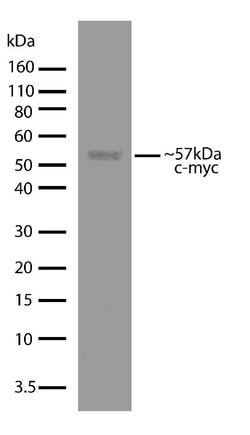 Invitrogen c-Myc Recombinant Rabbit Monoclonal Antibody (27H46L35) 100
