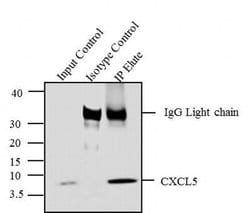 Invitrogen CXCL5 Recombinant Rabbit Monoclonal Antibody (9H45L5) 100 &mu;g;