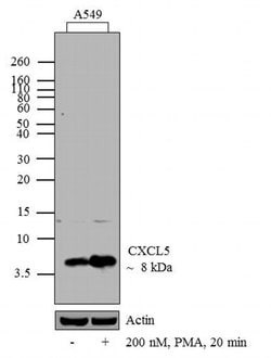 Invitrogen CXCL5 Recombinant Rabbit Monoclonal Antibody (9H45L5) 100 &mu;g;