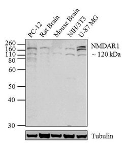 Invitrogen NMDAR1 Recombinant Rabbit Monoclonal Antibody (1H13L3) 100 &mu;g;