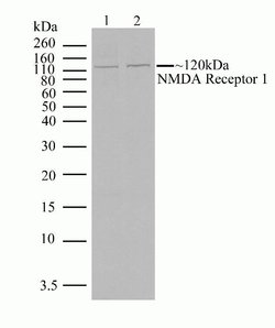 Invitrogen NMDAR1 Recombinant Rabbit Monoclonal Antibody (1H13L3) 100 &mu;g;