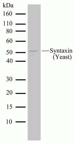Invitrogen PEP12 Recombinant Rabbit Monoclonal Antibody (7H24L3) 100 &mu;g;