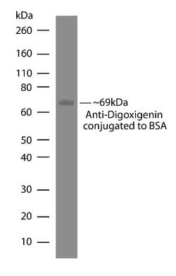 Invitrogen™ Digoxigenin Recombinant Rabbit Monoclonal Antibody (9H27L19)