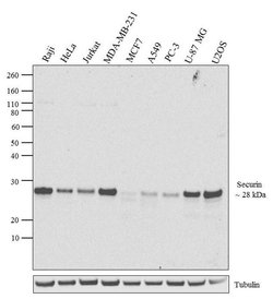 Invitrogen Securin Recombinant Rabbit Monoclonal Antibody (19H16L48) 100