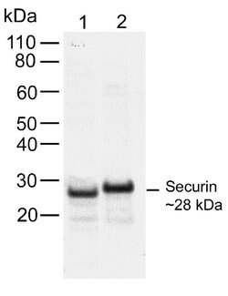Invitrogen Securin Recombinant Rabbit Monoclonal Antibody (19H16L48) 100