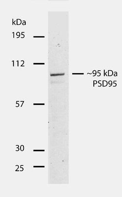 Invitrogen PSD-95 Recombinant Rabbit Monoclonal Antibody (23H23L19) 100