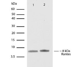 Invitrogen CCL5 (RANTES) Recombinant Rabbit Monoclonal Antibody (25H14L17)