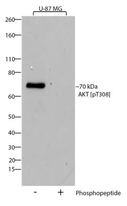 Invitrogen Phospho-AKT1 (Thr308) Recombinant Rabbit Monoclonal Antibody