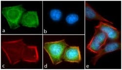 Invitrogen Phospho-AKT1 (Thr308) Recombinant Rabbit Monoclonal Antibody