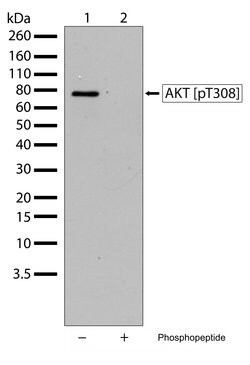 Invitrogen Phospho-AKT1 (Thr308) Recombinant Rabbit Monoclonal Antibody