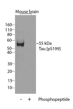 Invitrogen Phospho-Tau (Ser199) Recombinant Rabbit Monoclonal Antibody