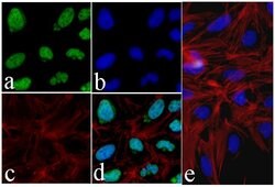 Invitrogen Phospho-Tau (Ser199) Recombinant Rabbit Monoclonal Antibody