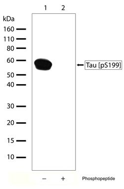 Invitrogen Phospho-Tau (Ser199) Recombinant Rabbit Monoclonal Antibody