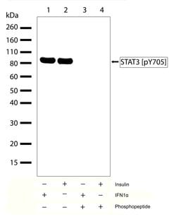Invitrogen Phospho-STAT3 (Tyr705) Recombinant Rabbit Monoclonal Antibody