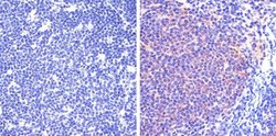 Invitrogen Phospho-STAT5 alpha (Tyr694) Recombinant Rabbit Monoclonal Antibody