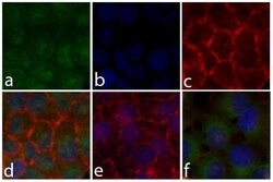 Invitrogen Phospho-STAT5 alpha (Tyr694) Recombinant Rabbit Monoclonal Antibody