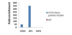 Invitrogen Phospho-STAT5 alpha (Tyr694) Recombinant Rabbit Monoclonal Antibody