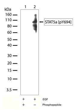 Invitrogen Phospho-STAT5 alpha (Tyr694) Recombinant Rabbit Monoclonal Antibody