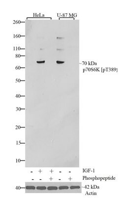 Invitrogen Phospho-p70 S6 Kinase (Thr389) Recombinant Rabbit Monoclonal