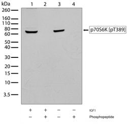 Invitrogen Phospho-p70 S6 Kinase (Thr389) Recombinant Rabbit Monoclonal