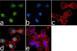 Phospho-AMPK alpha-1,2 (Thr183, Thr172) Recombinant Rabbit Monoclonal Antibody