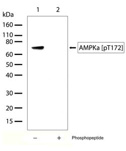 Phospho-AMPK alpha-1,2 (Thr183, Thr172) Recombinant Rabbit Monoclonal Antibody