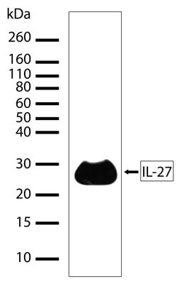 Invitrogen IL-27 p28 Recombinant Rabbit Monoclonal Antibody (7H7L10) 100