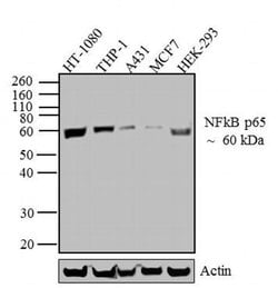 Invitrogen NFkB p65 Recombinant Rabbit Monoclonal Antibody (4-2H22L23)