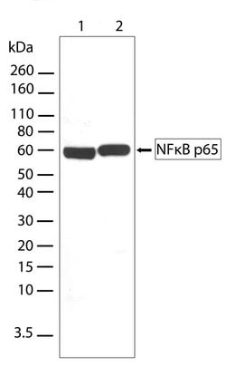 Invitrogen NFkB p65 Recombinant Rabbit Monoclonal Antibody (4-2H22L23)