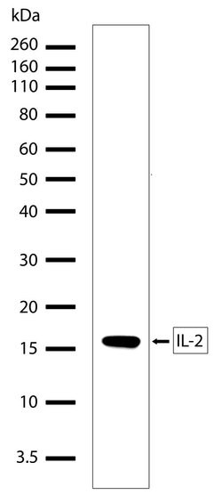 Invitrogen IL-2 Recombinant Rabbit Monoclonal Antibody (2H20L7) 100 &mu;g | Buy Online | Invitrogen&trade; | Fisher Scientific